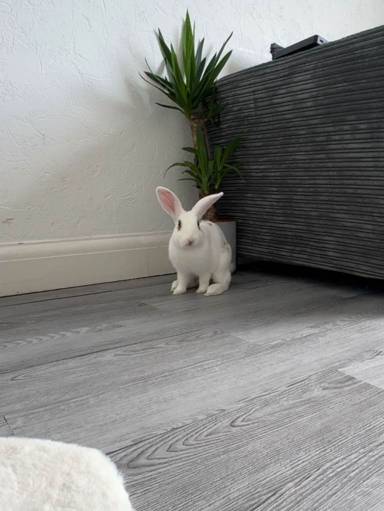 White / Brown Rabbit