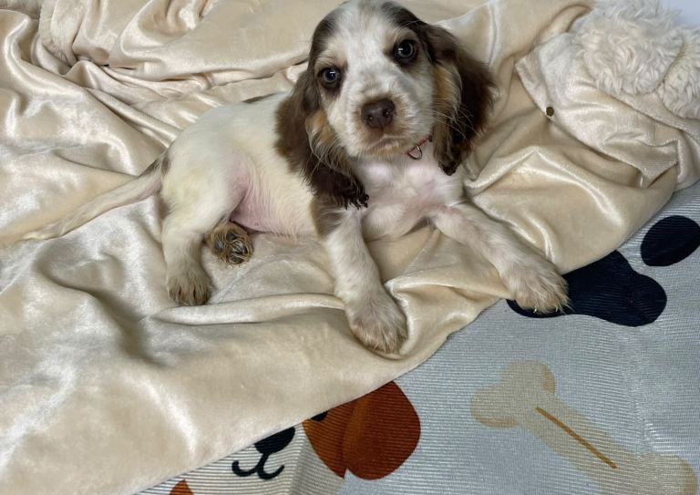 English cocker spaniel puppies 