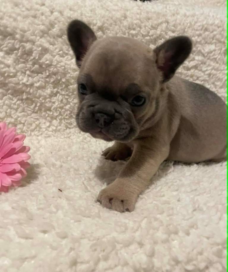 Gorgeous chunky frenchie puppies 