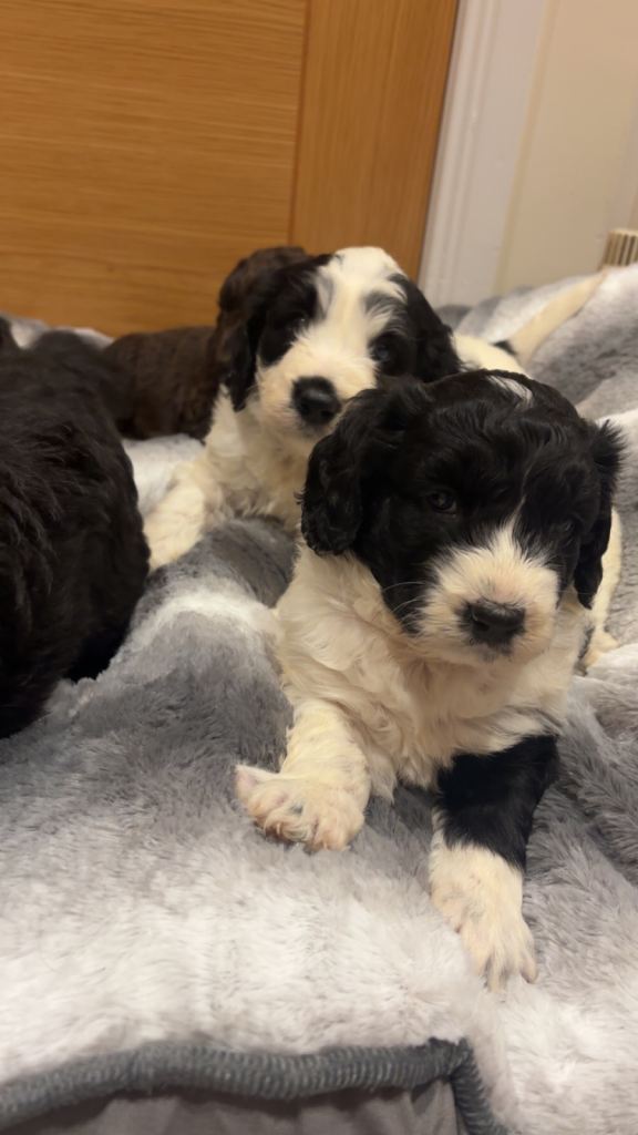 Cockapoo puppies 