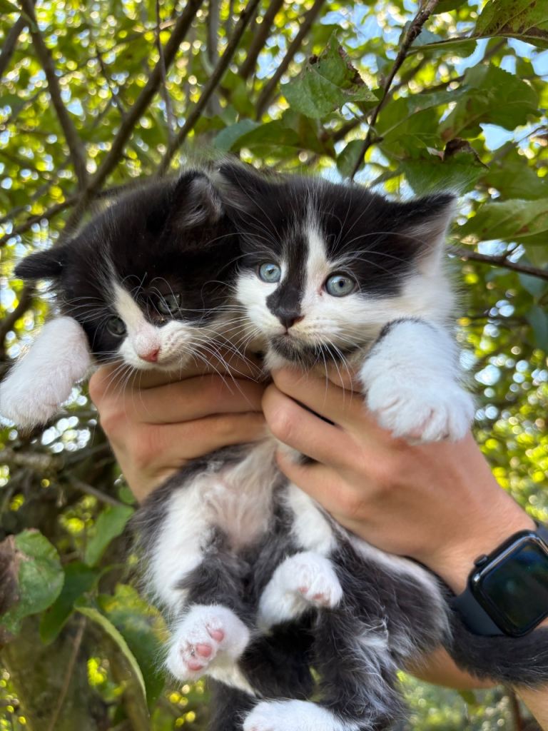 Gorgous 8 week old kittens 