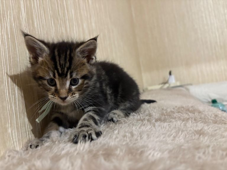Maine Coon Kittens — Fluffy, Friendly, Ready Soon