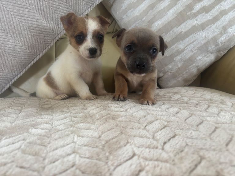 Jack Russells