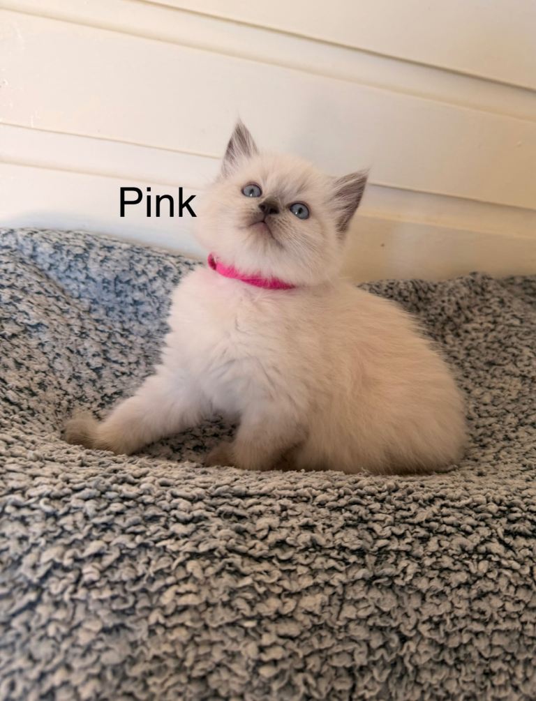 4 girls left -Purebred blue point ragdolls