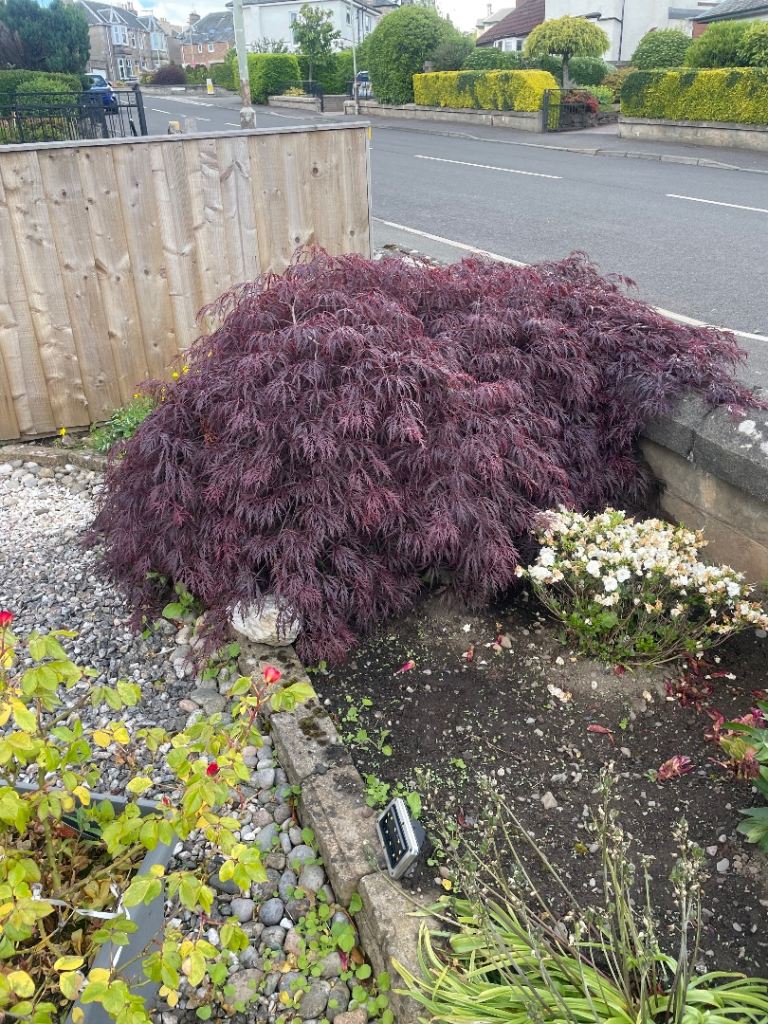 Mature Japanese maple 