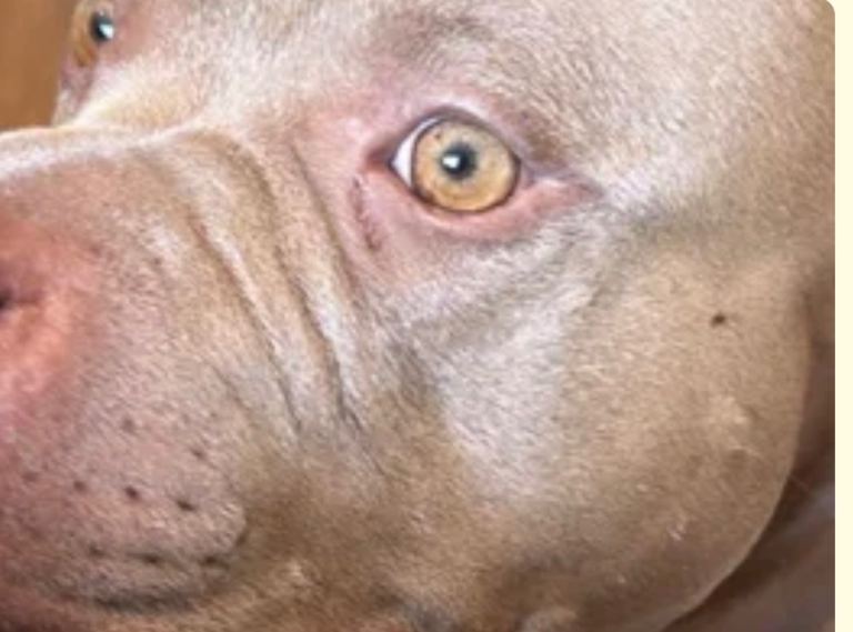 Dog looking for a new home