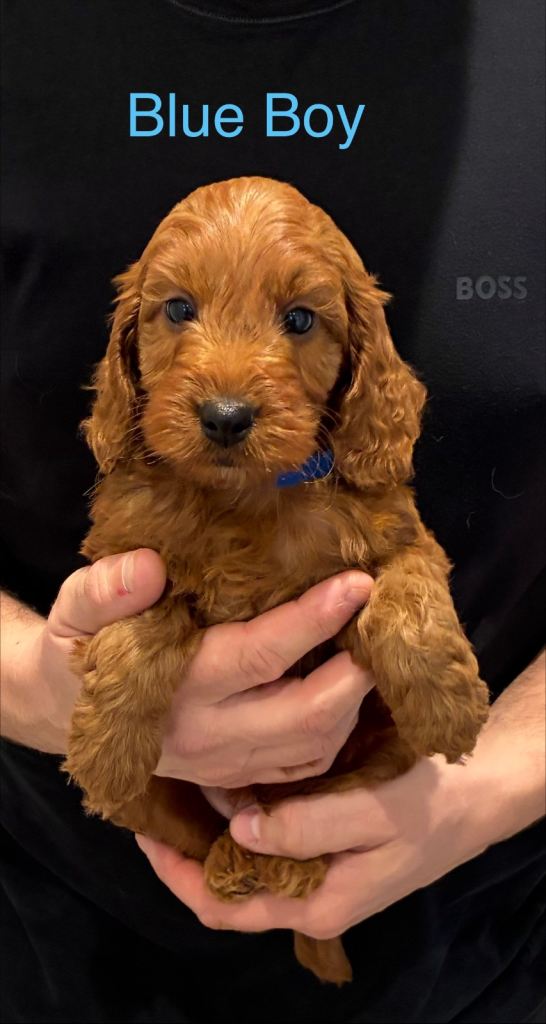 Stunning Cockapoo Puppies