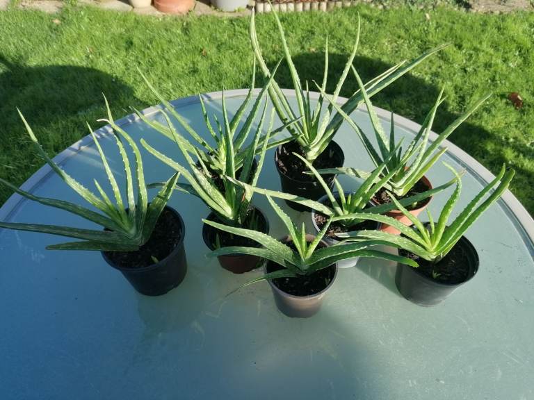 Aloe Vera plants with new shoots, medium to large sizes. Raising money for Cancer Research.