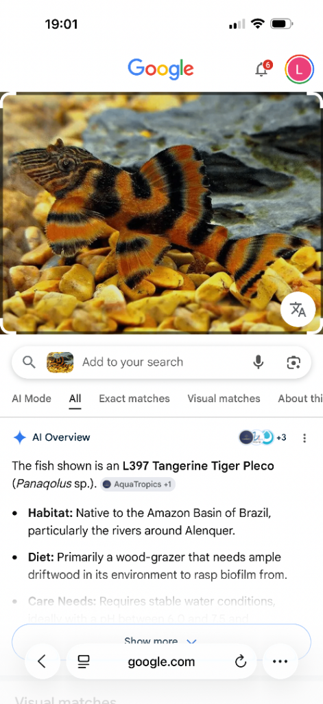 Tropical fish for sale