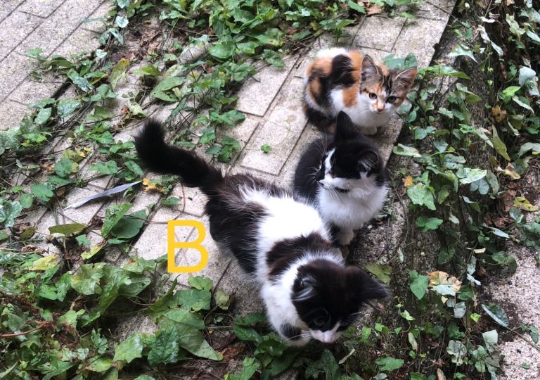 Kittens ready to leave now. All available 