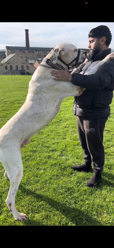 Pakistani Bully kutta Mastiff pups 