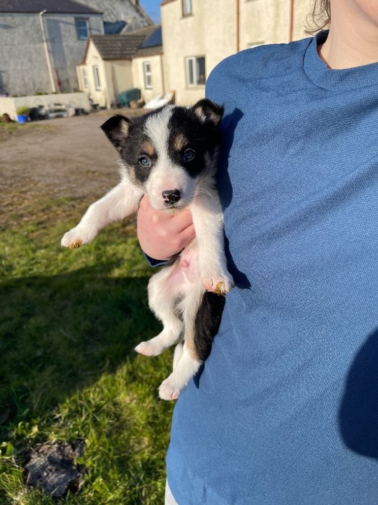 Beautiful collie puppies 