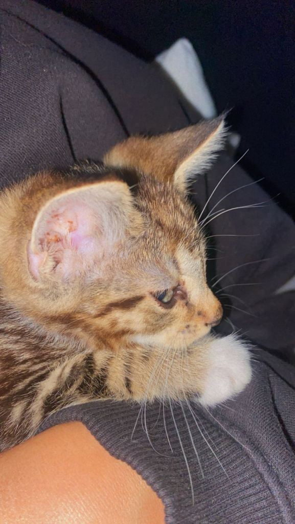 Kittens for sale 