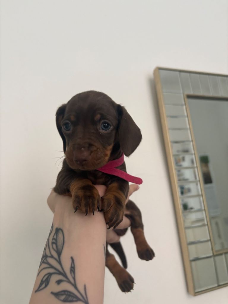 Miniature Dachshund Puppies Ready for Loving Homes!