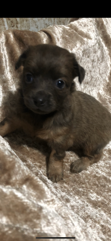 Pomchi 