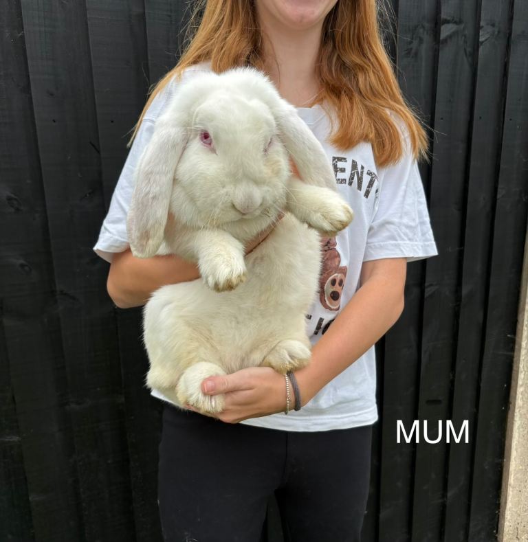 French lop rabbits 