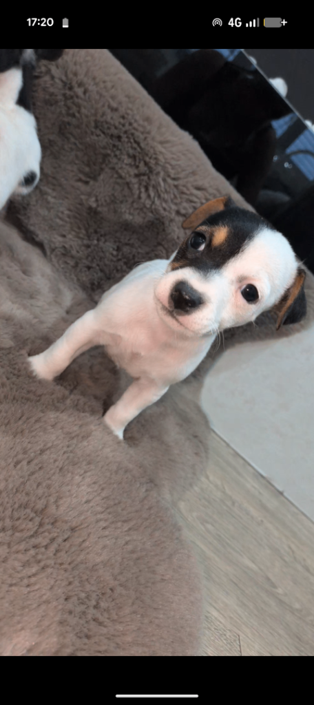 Jack Russell pure puppies 