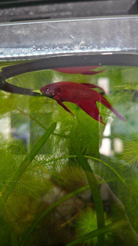 Free Betta to a good home