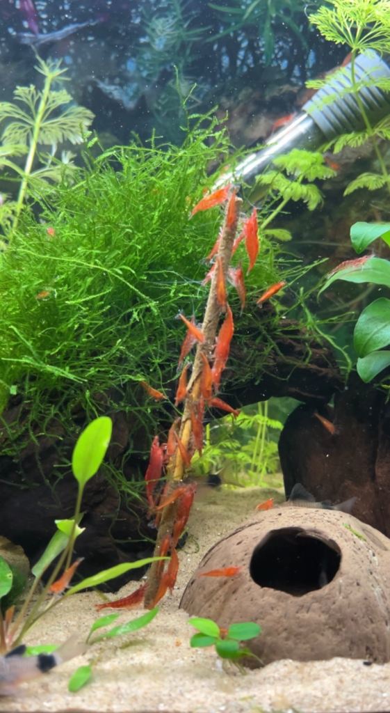 Cherry Shrimp, Black Venezuelan Corydoras & Live Aquarium Plants For Sale