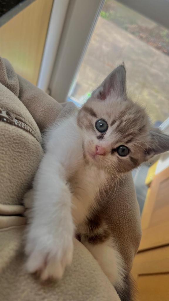 Adorable kitten 