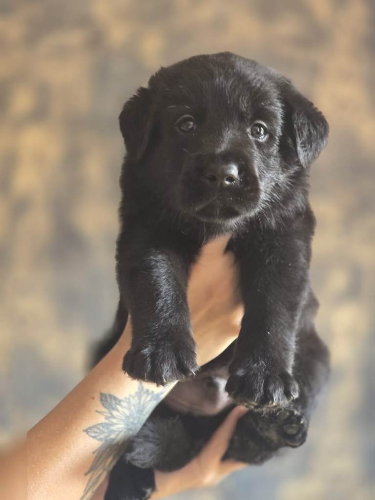 German shepherd cross KC Labrador 