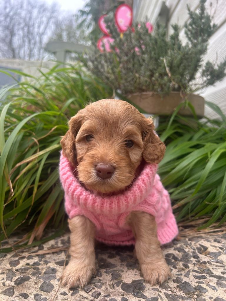 Cockapoo Puppys 