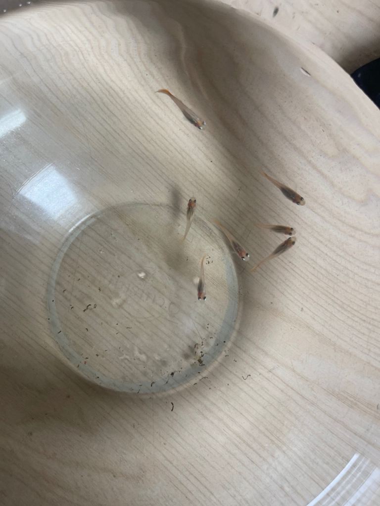 Guppies for sale!