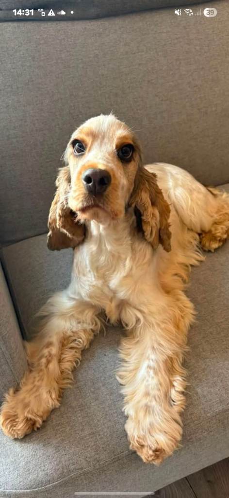 Beautiful  show type cocker spaniel 13 months old 