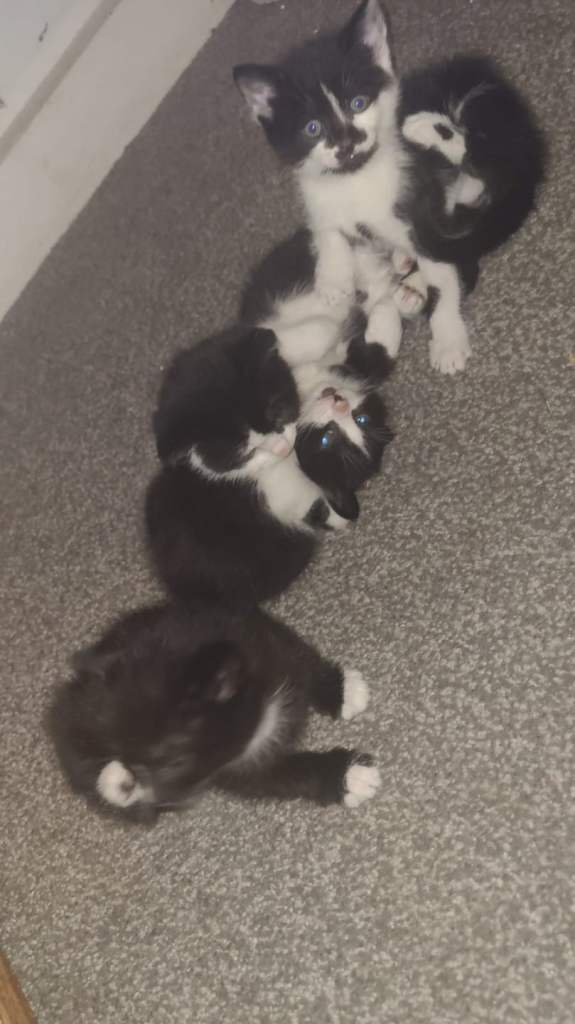 4 Gorgeous kittens for sale!