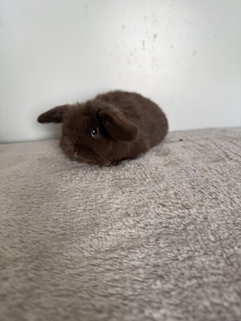 Beautiful pure mini lops to reserve 