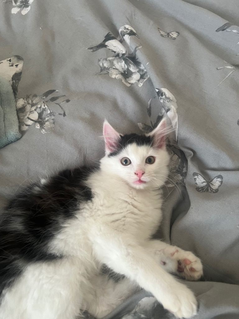 2 lovely kittens looking for their forever homes 