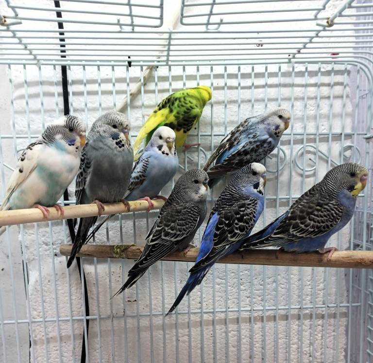 Beautiful Budgies for sale various colours available