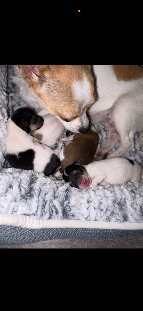 Chihuahua puppies