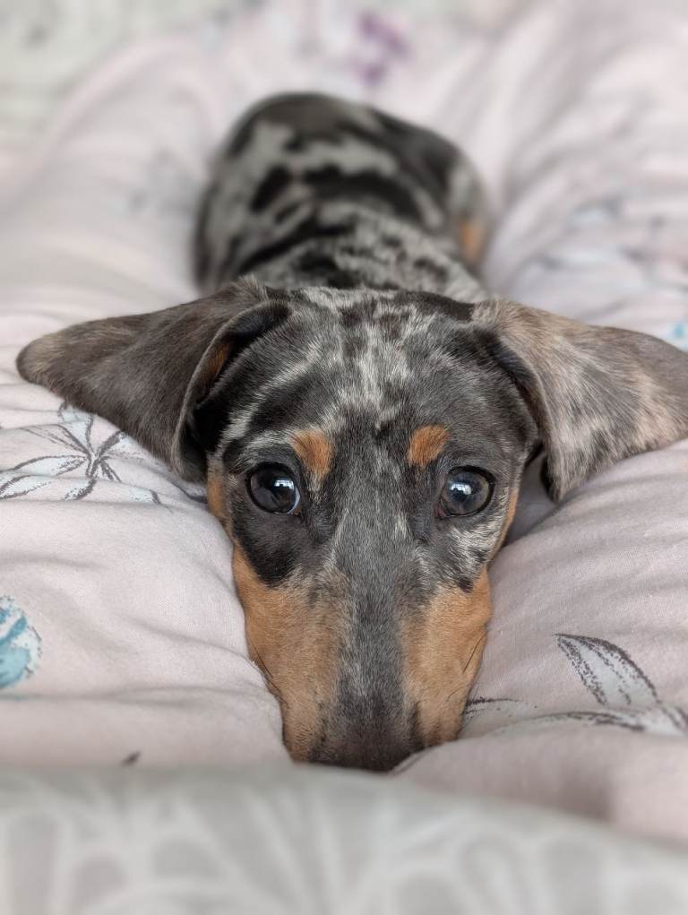 Dachshund 7 month old male