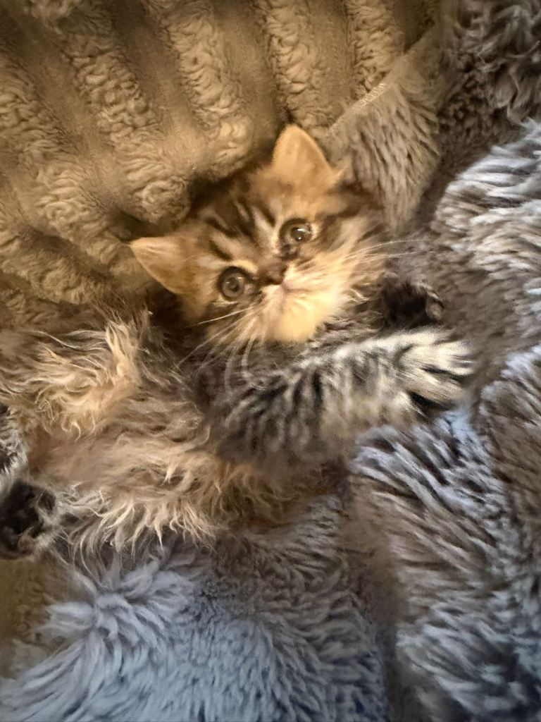 Persian kittens