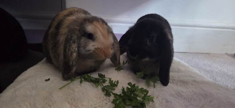Mini Lops Rabbit