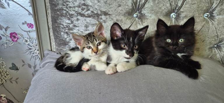 Kittens 