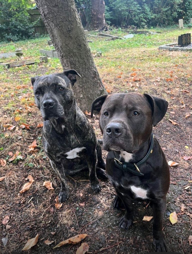 🐶 Staffy × Mastiff Puppies – Family Raised, Loving Homes Needed
