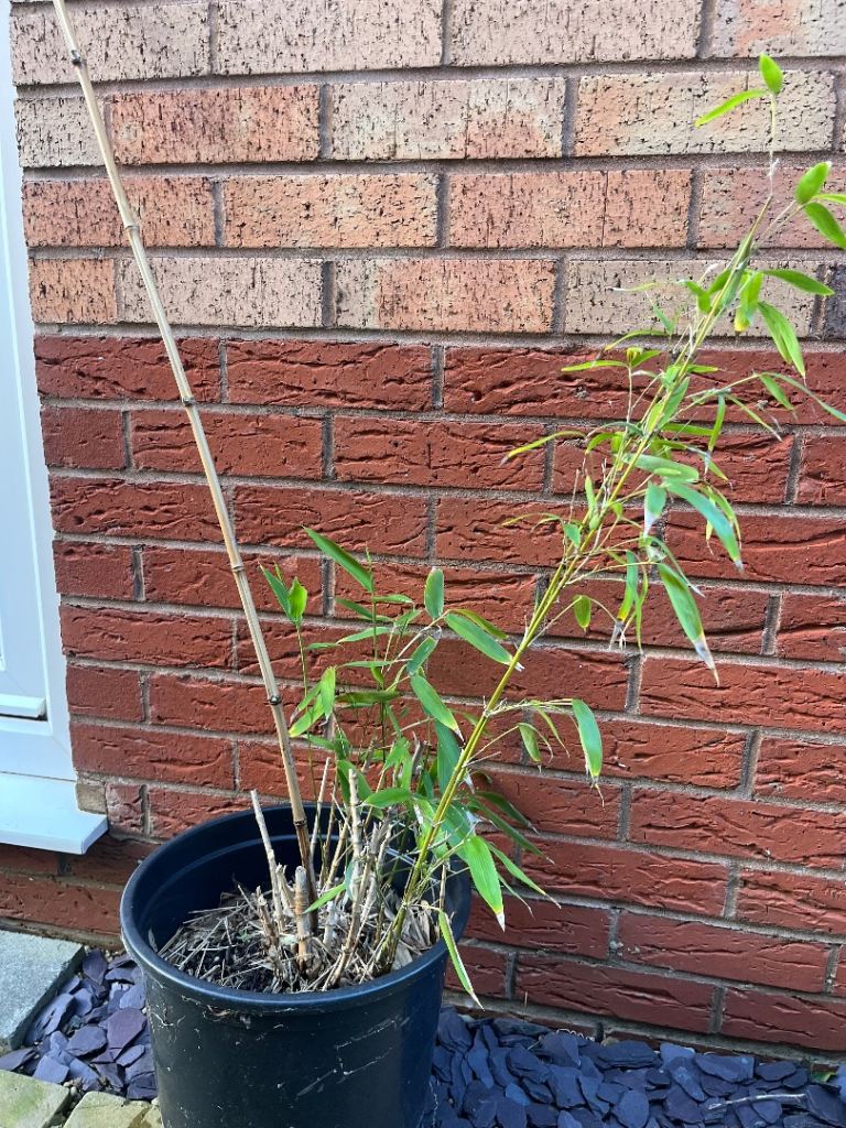 Bamboo Plant in Pot 36” Tall