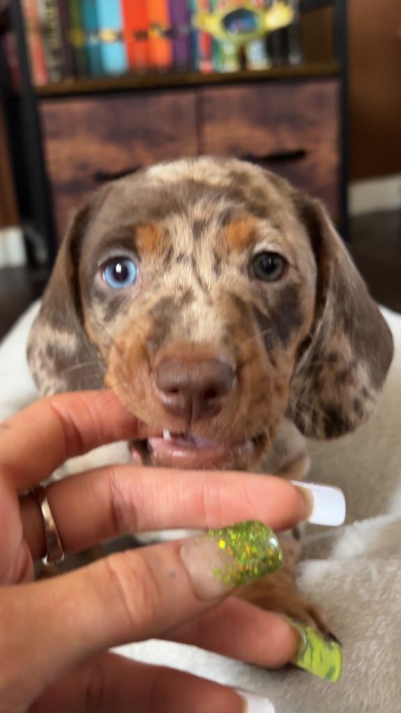 Stunning pedigree Miniature dachshund puppies