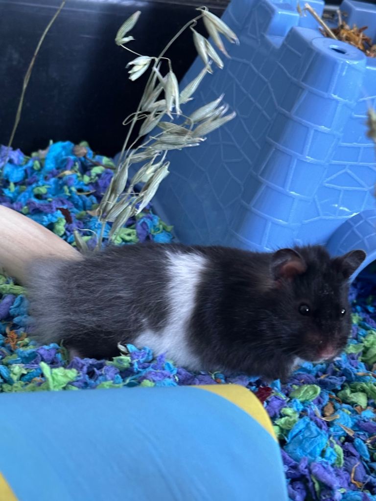 Female long haired Syrian hamster 