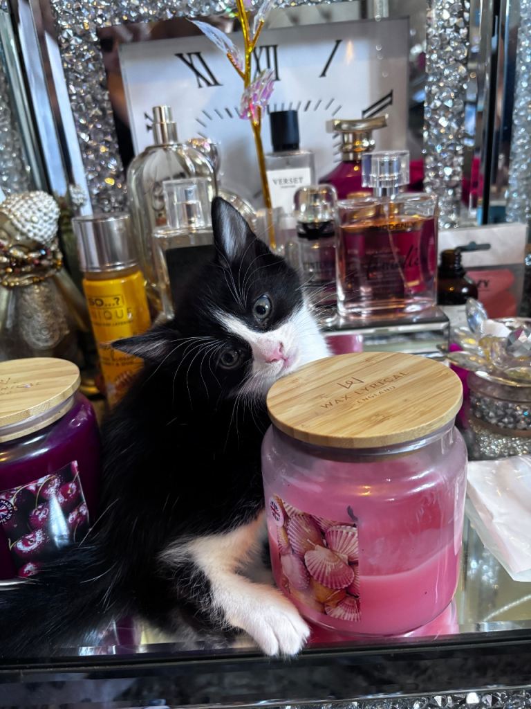 Gorgeous kittens (read add!) 