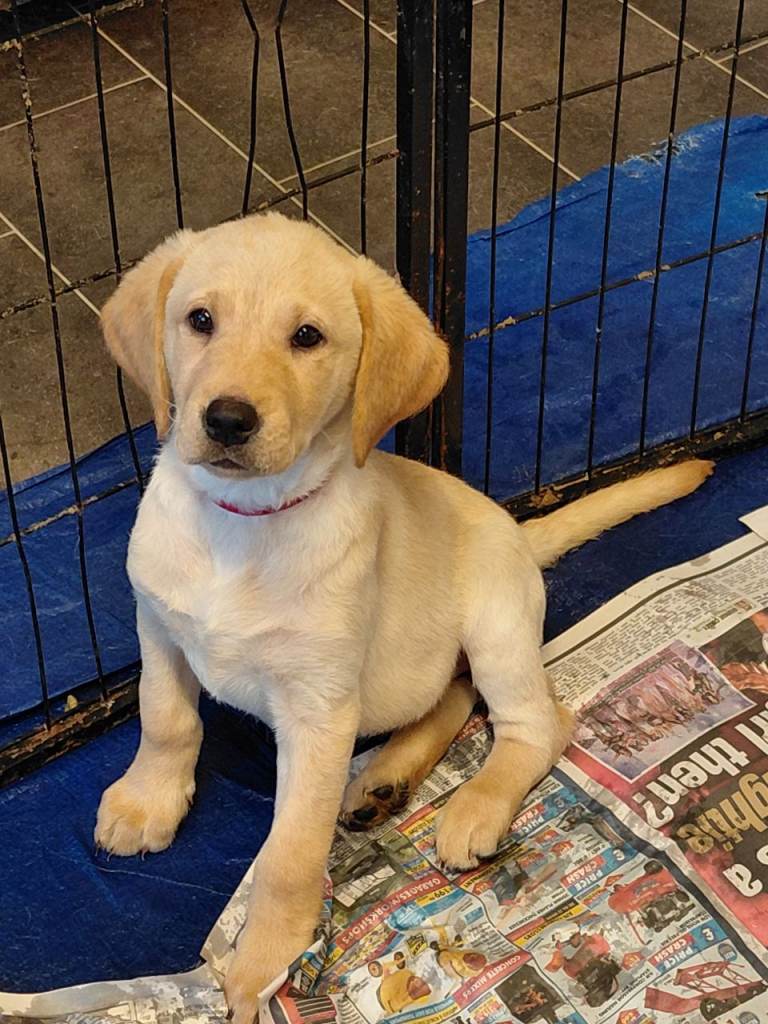 Labrador retriever puppies