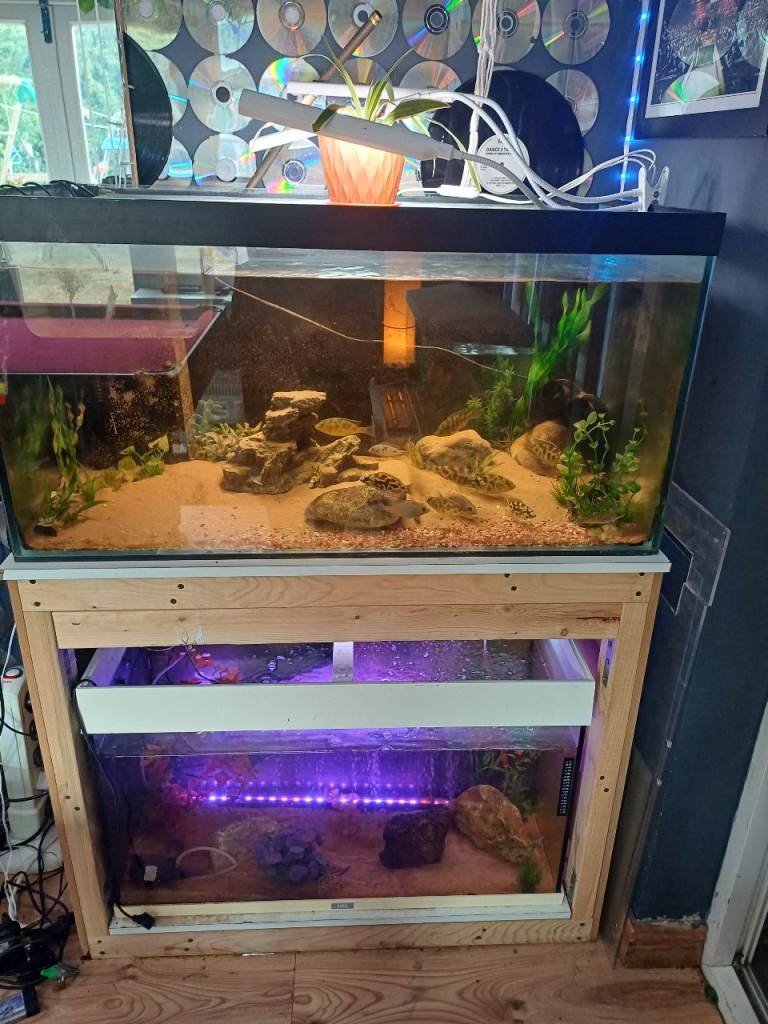 Double fish tank 