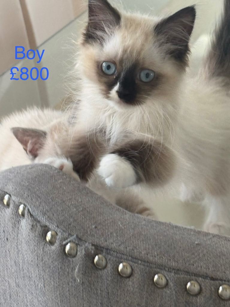 Ragdoll kittens 