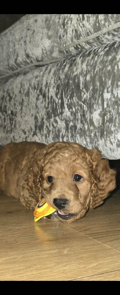 1 Boy Miniature F3 cockapoo 