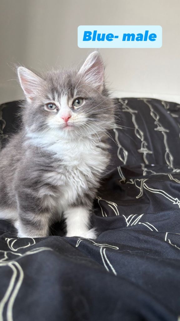 Maine coone kittens for sale 