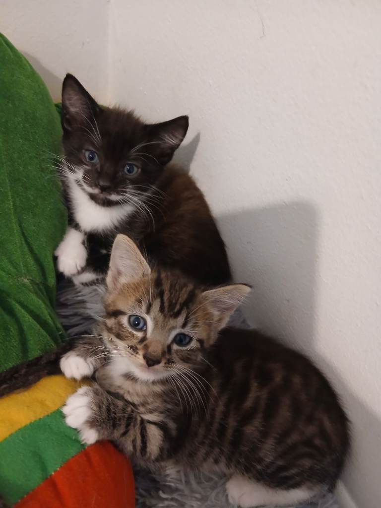 2 beautiful loving kittens 8 weeks old