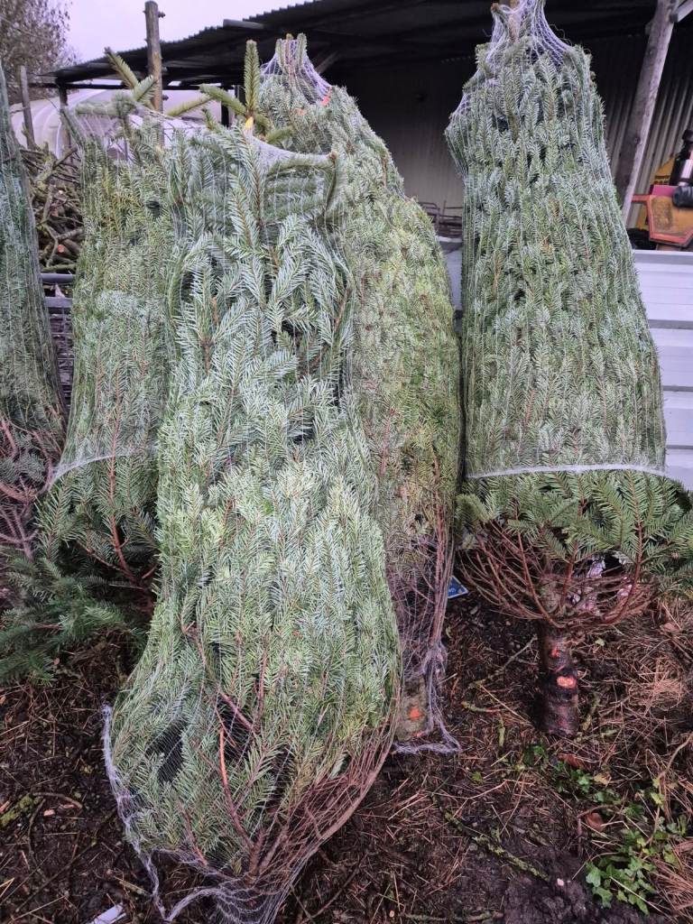 5-6ft Delivery Christmas Tree Free Delivery