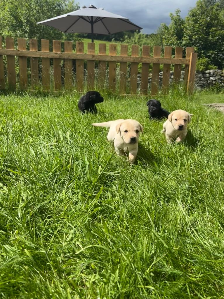 Black yellow and white Labrador puppies for sale
